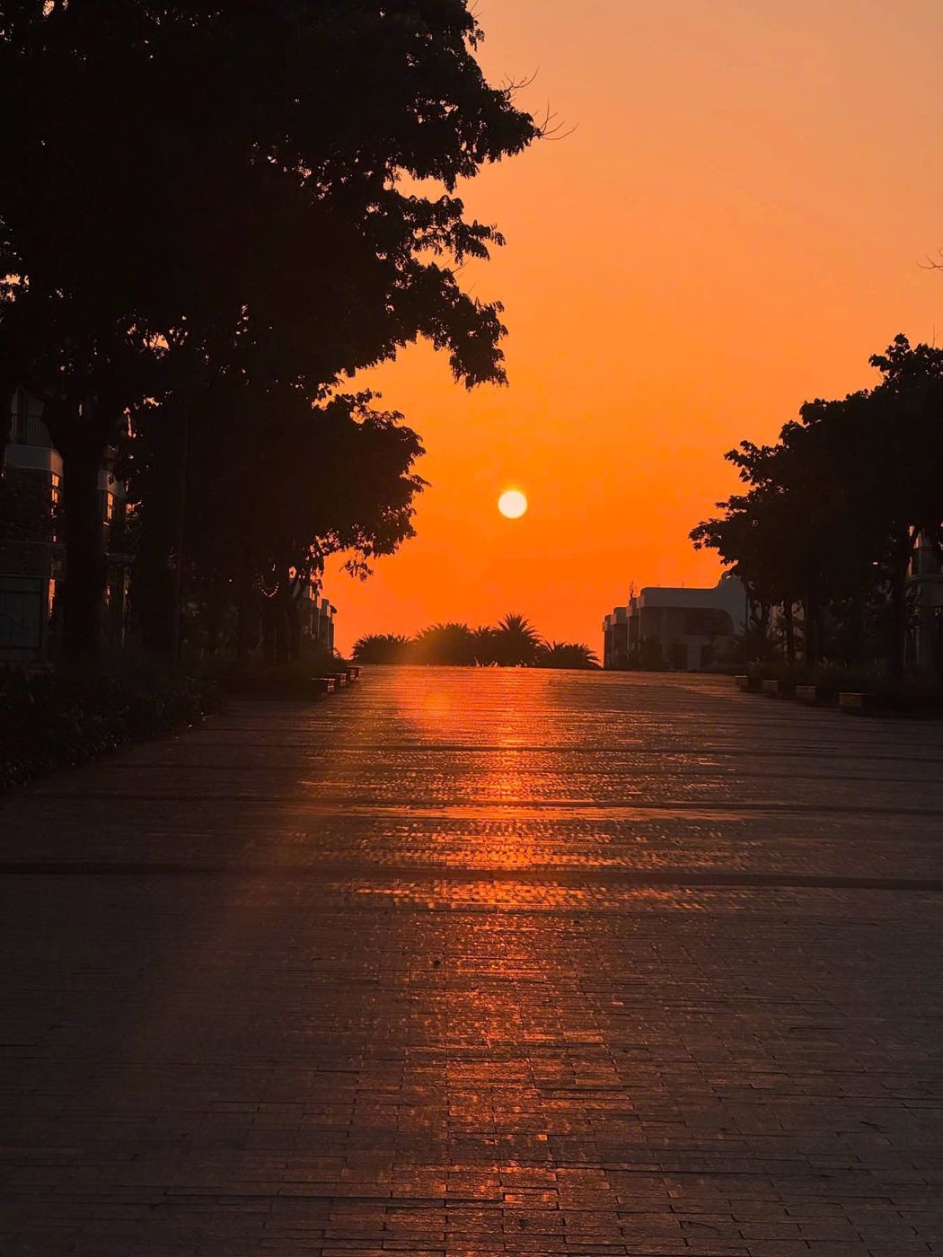 The red sun at the end of a tree-lined walkway